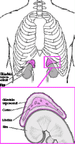 glândulas supra renais
